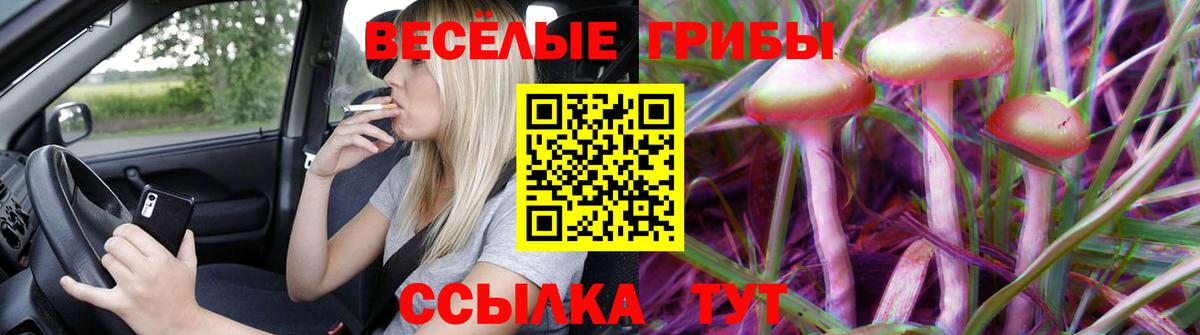 Галлюциногенные грибы прущие грибы  Старый Оскол  Псилоцибиновые грибы GOLDEN TEACHER 